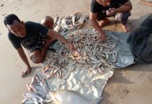 Produksi Ikan Rawa di Palangka Raya Capai 431 Ton