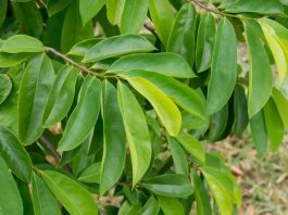 Mengkonsumsi Secara Berlebihan, Ini 4 Efek Samping Daun Sirsak, Picu Hipoglikemia & Parkinson Lho!
