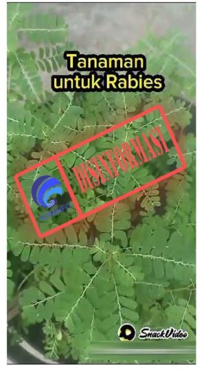 Viral Whatsapp Daun Menir Sembuhkan Gigitan Rabies, Hoaks