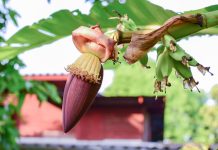 Jangan Remehkan Jantung Pisang atau Ontong, Segini Kandungan Istimewanya