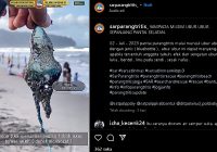 VIRAL 50 Pengunjung Diserang dan Disengat Ubur-ubur Bluebottle yang Mendadak Muncul di Pantai Parangtritis