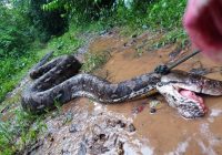Ingin Peluk Cucu, Nenek di Muna Ternyata Pegang Ular Piton Raksasa Sedang Melilit Sang Bocah
