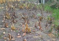 ASTAGA! Hampir Dua Bulan Warga Kabupaten Puncak Papua Kesulitan Dapatkan Bahan Makanan