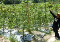 Kekeringan, 80 Hektare Lahan Pertanian di Balikpapan Terancam Gagal Panen