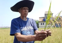 Pengamat Pertanian: El Nino Berkepanjangan Jadi Masalah Serius Produksi Beras