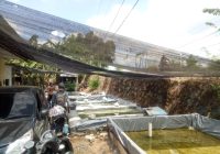 Saluran Irigasi Bakal Dibersihkan, Penambak Ikan di Martapura Buru-buru Lakukan Ini