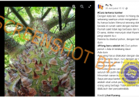 Cek Fakta Daun Pohon Koral Bisa Sembuhkan Kanker