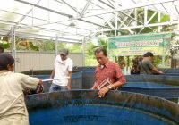 Kelompok Masyarakat Berkat Mufakat di Landasan Ulin Panen Papuyu 150 Kg