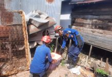 Animal Rescue DPKP Banjar Evakuasi 3 Hewan, Musang Hingga Ular