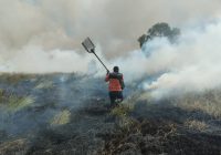 Bindrang dan Pepohonan Jadi Korban Karhutla 1,5 Hektare di Desa Pejambuan