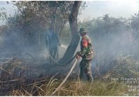 2 Hektare Lahan Desa Penjambuan Kabupaten Banjar Terbakar