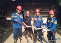 Khairuni Resah Ada Ular Piton di Dalam Kandang Burungnya, Tim DPKP Banjar Segera Bertindak