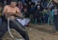 Pawang Ular Dipatuk King Kobra saat Pentas HUT Ke-78 RI di Sumedang, Sempat Lakukan Tarian Ular