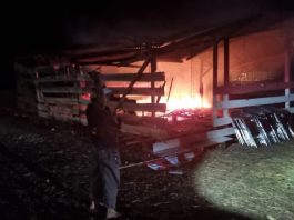 Bunuh Camat dan Bakar SMPN, Warga dan Guru Trauma, Gubernur Minta TNI-Polri Tangkap Pelaku