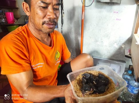 Warga Binaan Lapas Narkotika Karang Intan Sukses Berternak Burung Murai