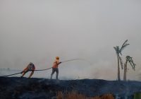 Kebun Karet Warga Ikut Terbakar di Karhutla Desa Sungai Arfat