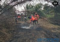 Api Masih Berkobar di Perkebunan Kepala Sawit Lampihong Balangan