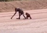 Viral Tiktok Orangutan Kurus di Area Pertambangan IKN Kaltim, BKSDA Turun Tangan