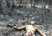 Tali yang Digunakan RS Gantung Diri Diduga Putus Akibat Kebakaran Lahan di Gunung Kupang