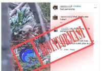 Viral Instagram Makhluk Asing di Hutan Kalimantan