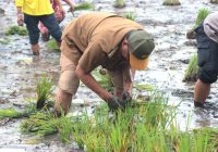 Pemprov Kalsel Optimistis Bisa Panen 100 Ribu Hektare Padi 2023 ini