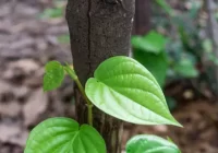 Daun Sirih Bisa Atasi Stres Hingga Diabetes, Simak Penjelasannya