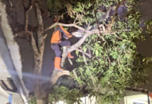 Hujan Deras dan Angin Kencang, Pohon Tumbang Timpa Gedung SDN Kelayan Timur 3