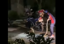 Detik-detik Relawan Damkar Taklukkan King Kobra di Desa Gunung Ulin Kotabaru