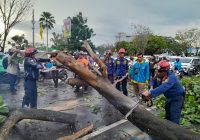 DPKP Banjar Evakuasi Pohon Tumbang di Jalan A Yani Km 8 Kertak Hanyar