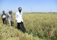 Stok Beras Aman Meski Terdampak El Nino