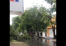 Hujan Deras Kembali Tumbangkan Pohon di Kota Banjarmasin