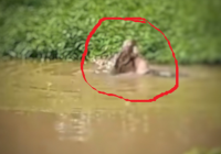 NGERI! Detik-detik Pencari Ikan Dimangsa Buaya, Terdengar Teriakan Histeris Warga