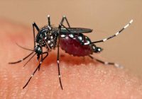 Masuki Musim Penghujan, Dinkes Banjarmasin Minta Warga Waspada DBD