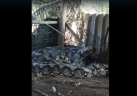 Viral Ular Piton Makan Sapi di Seruyan, Polda Kalteng : Hoaks