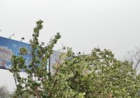 Pohon Tumbang Tutupi Ruas Jalan A Yani Km 8 Kertak Hanyar