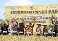 Walau Kemarau dan Musim El Nino, Produksi Padi Kalsel Naik Jadi 6 Ton Per Hektare