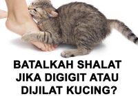 Hukum Air Liur Kucing Menempel di Badan Ketika Dijilat atau Digigit Kucing Saat Sedang Salat