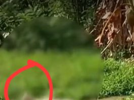 Video Detik-Detik Buaya Terkam Penjala Ikan