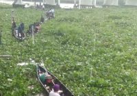 Jukung dan Kelotok Sulit Bergerak di Sungai Martapura yang Dipenuhi Eceng Gondok
