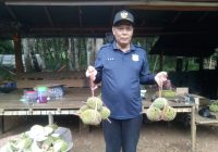 Durian Tetap Melimpah di Kecamatan Karang Intan Walau Sedang Kemarau dan Karhutla