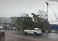 Pohon Tumbang di Jalan A Yani Km 8 Kertak Hanyar Bikin Jalan Macet