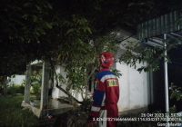 Sarang Lebah Madu di Pohon Dekat Pemukiman Resahkan Warga Desa Sungai Sipai Martapura