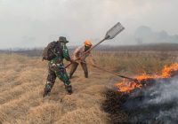 Satgas Darat dan Udara Serta Warga Berjibaku Padamkan Karhutla Hanguskan Lahan 22 Hektare di Dua Desa di Kabupaten Banjar