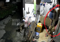 VIRAL! Pria Tangkap Piton Besar yang Hendak Memangsa Kucing