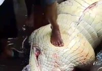 Buaya yang Diduga Terkam Habil di Kotawaringin Barat Ditangkap dan Dibedah Warga
