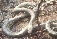 Dua Ular Piton Ikut Terbakar di Karhutla Desa Sungai Sipai