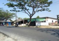DPRPKLH Banjar Rutin Pangkas Ranting Pohon Masuki Musim Penghujan
