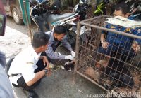 Anak Anjing Liar Serbu Halaman Kelurahan Keraton Martapura