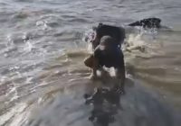 Heboh Ikan Paus Terdampar di Pantai Cemantan Pulang Pisau Kalteng