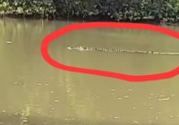 Buaya Muncul di Sungai Kusan Tengah Tanah Bumbu